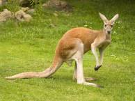 kangaroo
