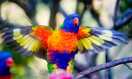 Rainbow lorikeet