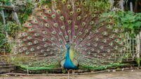 peacock