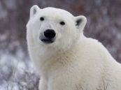 polar bear